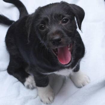 Terrier and Mixed Breed Dogs Available for Adoption in Miami, Florida - Puppy Neptune | PetCurious