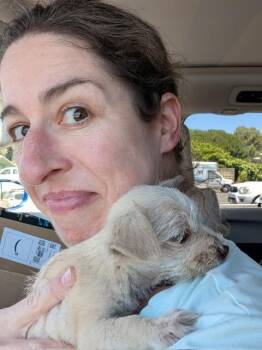 Sweetpea -  Chihuahua and Maltese Dog for Adoption in Lafayette, California - Sweetpea | PetCurious