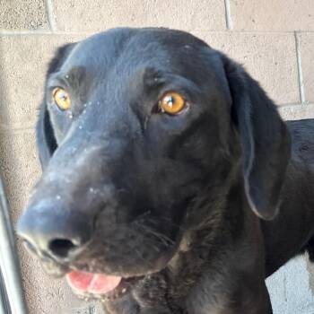 Mist -  Black Labrador Retriever Dog for Adoption in Yuma, Arizona - Mist | PetCurious