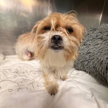 Shih Tzu and Terrier Dogs Available for Adoption in Philadelphia, Pennsylvania - Tulip | PetCurious