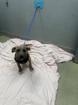 Pit Bull Terrier Dogs Available for Adoption in Las Vegas, Nevada - CHEYENNE | PetCurious