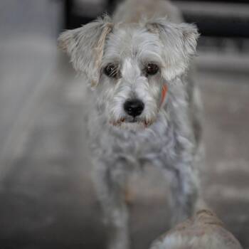 Sharky (AG26-108) -  Miniature Schnauzer and Miniature Poodle Dog for Adoption in Peyton, Colorado - Sharky (AG26-108) | PetCurious