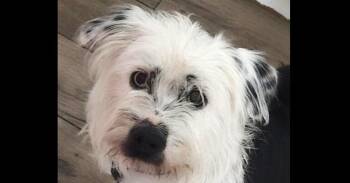 Corgi and Terrier Dogs Available for Adoption in Dallas, Texas - Rookie (Koko) (Corgi Mix) | PetCurious