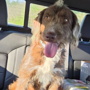 Mixed Breed Dogs Available for Adoption - Preston | PetCurious