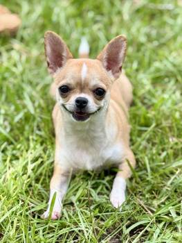 Basil -  Chihuahua Dog for Adoption in Lucedale, Mississippi - Basil | PetCurious