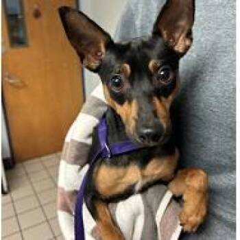 Benson -  Miniature Pinscher and Mixed Breed Dog for Adoption in Tampa, Florida - Benson | PetCurious