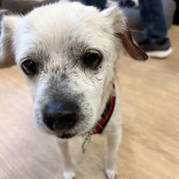 Rainforest 14204 -  Whippet and Chihuahua Dog for Adoption in San Francisco, California - Rainforest 14204 | PetCurious