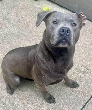 Athena -  Pit Bull Terrier Dog for Adoption in Chicago, Illinois - Athena | PetCurious