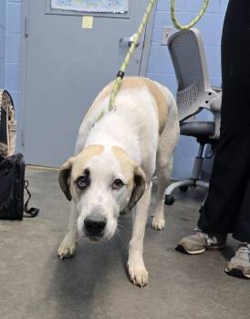 Great Pyrenees and Labrador Retriever Dogs Available for Adoption in Evansville, Indiana - Priah | PetCurious