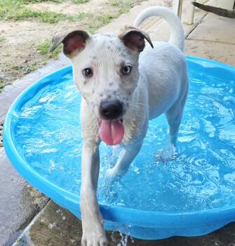 Rescue Dalmatian Dogs for Adoption in Athens, Alabama - Minty | PetCurious
