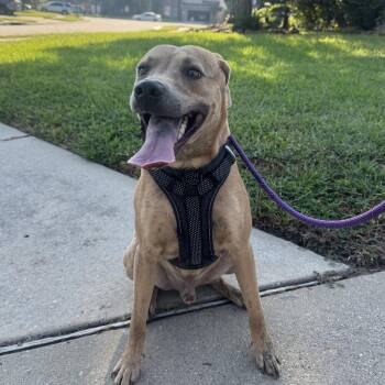 Rescue Labrador Retriever and Redbone Coonhound Dogs for Adoption in Sugar Land, Texas - Scrappy | PetCurious