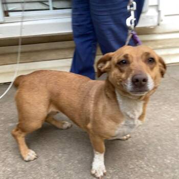 Dachshund Dogs Available for Adoption - Bella | PetCurious