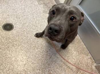 GERONIMO -  Pit Bull Terrier and Mixed Breed Dog for Adoption in Colorado Springs, Colorado - GERONIMO | PetCurious