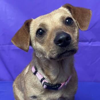 Chihuahua Dogs Available for Adoption - Baylee | PetCurious