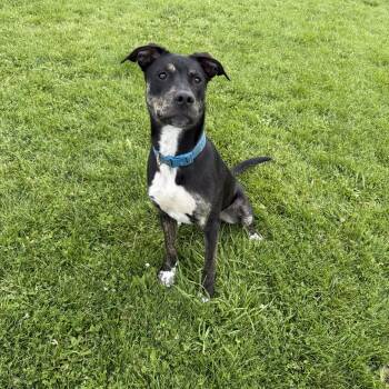 Toby -  Border Collie and Husky Dog for Adoption in Prineville, Oregon - Toby | PetCurious