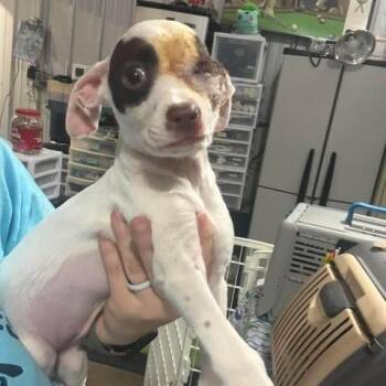 Floette -  Pit Bull Terrier and Mixed Breed Dog Available for Adoption in TIMBERCRK CYN, Texas - Floette | PetCurious