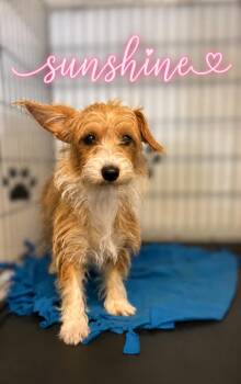 Sunshine -  Yorkshire Terrier and Corgi Dog for Adoption in Russellville, Kentucky - Sunshine | PetCurious