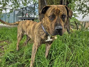Rescue Cane Corso Dogs for Adoption in Jersey City, New Jersey - Brook-Lynn | PetCurious