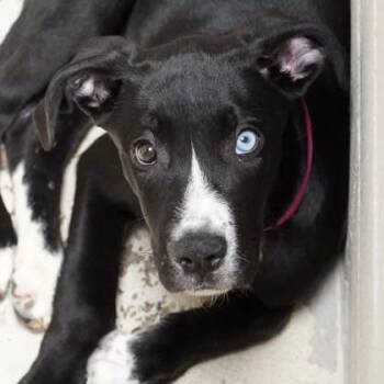 Vega -  Mixed Breed and Labrador Retriever Dog for Adoption in Salt Lake City, Utah - Vega | PetCurious