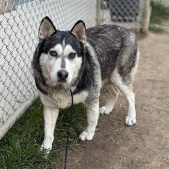 TRISTE -  Siberian Husky and Mixed Breed Dog for Adoption in Modesto, California - TRISTE | PetCurious