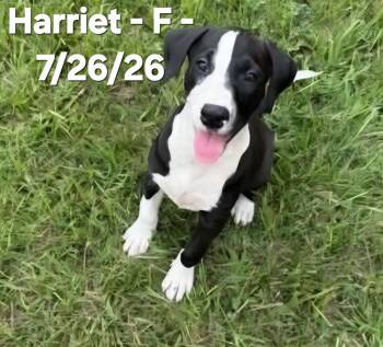 Harriett -  Black Labrador Retriever and American Staffordshire Terrier Dog for Adoption in Calera, Alabama - Harriett | PetCurious