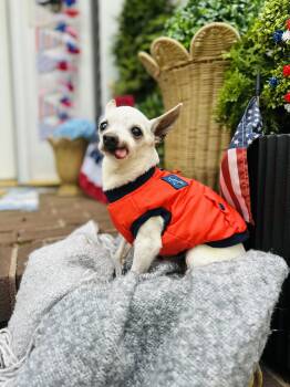 Chihuahua Dogs Available for Adoption in Medford Lakes, New Jersey - Pablo  | PetCurious