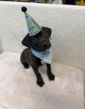 Tom Hanks -  American Staffordshire Terrier and Black Labrador Retriever Dog for Adoption in Elizabeth, Colorado - Tom Hanks | PetCurious
