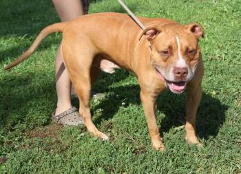 Bahama Mama (Photos August 2nd 2026) -  American Staffordshire Terrier Dog for Adoption in Marietta, Ohio - Bahama Mama (Photos August 2nd 2026) | PetCurious