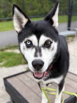Sirius -  Mixed Breed Dog for Adoption in Fairfax, Virginia - Sirius | PetCurious