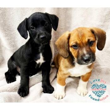 Bandit Litter -  Dachshund Dog for Adoption in Inglewood, California - Bandit Litter | PetCurious