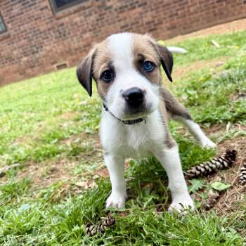 Anatolian Shepherd and American Bulldog Dogs Available for Adoption in Springfield, Missouri - Finn | PetCurious