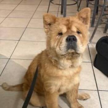 Princess -  Chow Chow Dog for Adoption in West Palm Beach, Florida - Princess | PetCurious