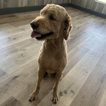 Poodle Dogs Available for Adoption in Idaho Falls, Idaho - Charles (Ammon-Stray-31542) | PetCurious