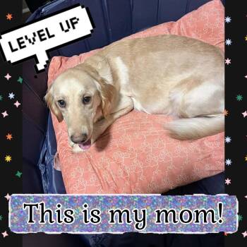 Golden Retriever and Cattle Dog Dogs Available for Adoption in Fredericksburg, Virginia - Princess | PetCurious