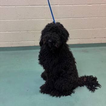 Mixed Breed Dogs Available for Adoption in Memphis, Tennessee - Opali | PetCurious