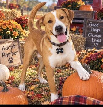 Porter -  Labrador Retriever and Pit Bull Terrier Dog for Adoption in Cumming, Georgia - Porter | PetCurious