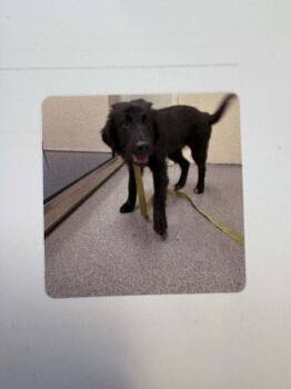 Flint -  Black Labrador Retriever Dog for Adoption in Georgetown, Ohio - Flint | PetCurious