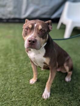 IMANI -  Pit Bull Terrier Dog for Adoption in Dallas, Texas - IMANI | PetCurious