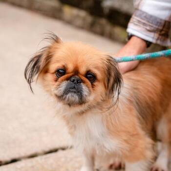 Rescue Pekingese Dogs for Adoption in Chester Springs, Pennsylvania - Flossie | PetCurious