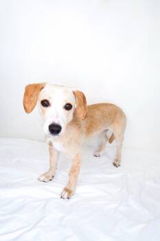 Pamela -  Dachshund Dog for Adoption in Bixby, Oklahoma - Pamela | PetCurious