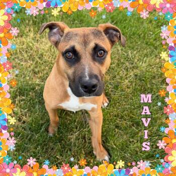 Mavis -  Hound Dog for Adoption in Mokena, Illinois - Mavis | PetCurious
