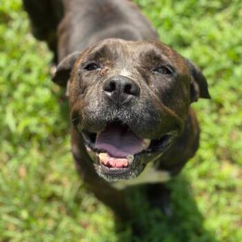 Nanny Grandma -  Terrier Dog for Adoption in Birmingham, Alabama - Nanny Grandma | PetCurious