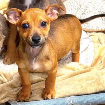 Cheeto -  Chihuahua and Yorkshire Terrier Dog for Adoption in Baton Rouge, Louisiana - Cheeto | PetCurious