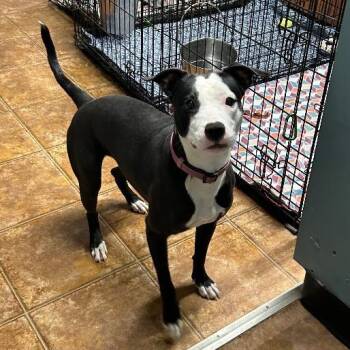 Pit Bull Terrier Dogs Available for Adoption - Mickey | PetCurious