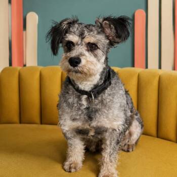 Winston -  Miniature Poodle and Yorkshire Terrier Dog for Adoption in Phoenix, Arizona - Winston | PetCurious