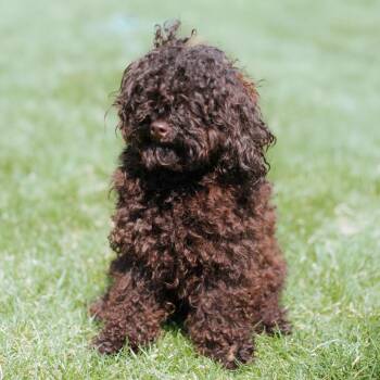 Poodle Dogs Available for Adoption - Zoey Marie | PetCurious