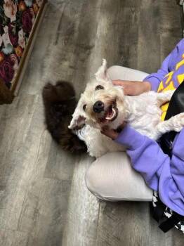 Jude -  Maltese and Shih Tzu Dog for Adoption in Dayton, Minnesota - Jude | PetCurious