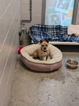 Carlos -  Chihuahua Dog for Adoption in Sacramento, California - Carlos | PetCurious
