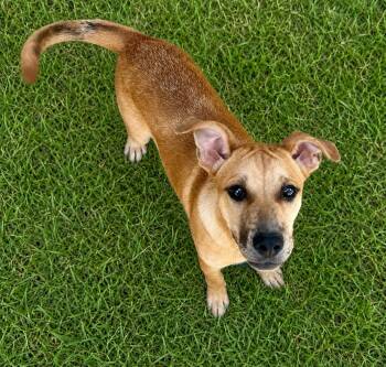 Black Mouth Cur Dogs Available for Adoption in Bandera, Texas - Doc | PetCurious