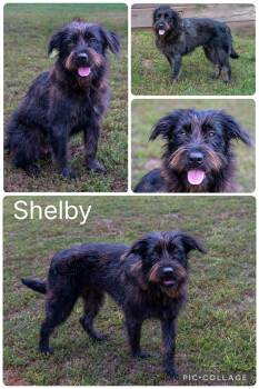Schnauzer and Terrier Dogs Available for Adoption in Enterprise, Alabama - Shelby | PetCurious